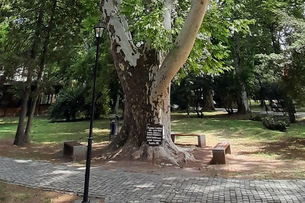 Platanus X