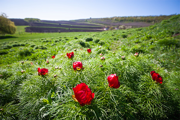 Steppenpfingstrosen-Reservat 