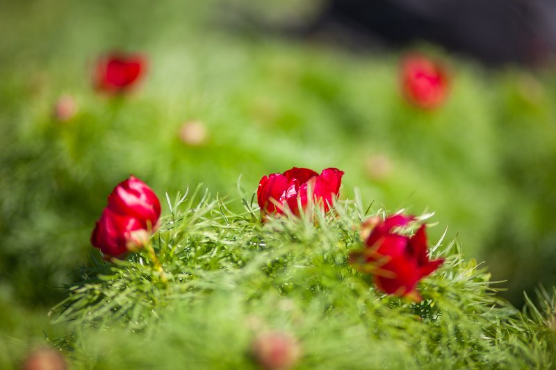 Steppenpfingstrosen-Reservat 