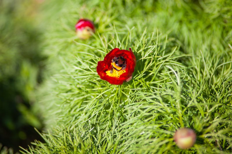 Steppenpfingstrosen-Reservat 