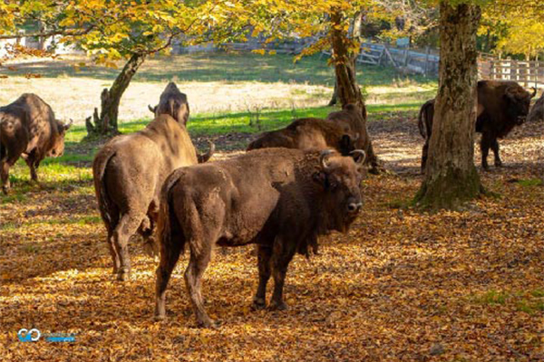Das Wisentreservat Hațeg