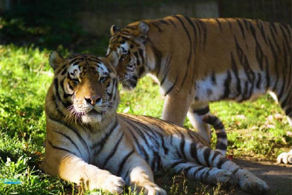 Der Zoo von Hunedoara