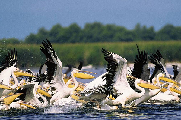 Danube Delta