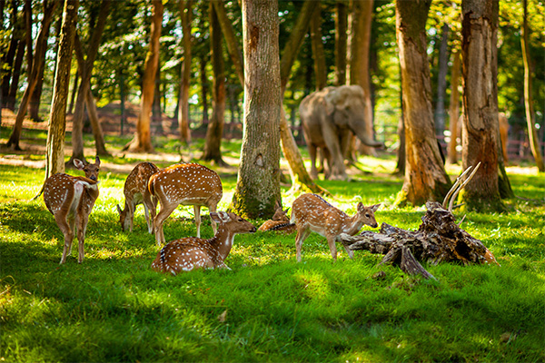 Cornești Plateau & Zoo